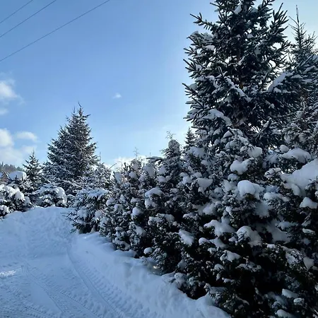 Проживание в семье W Borze *