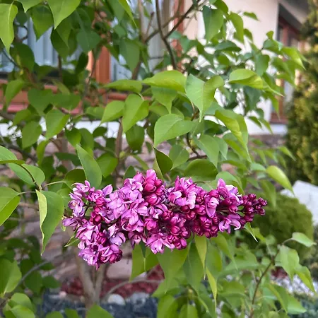 Проживание в семье W Borze