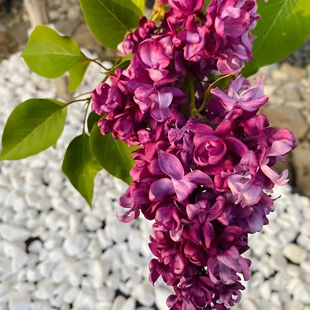 Проживание в семье W Borze