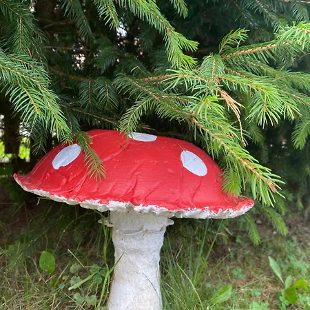 Проживание в семье W Borze