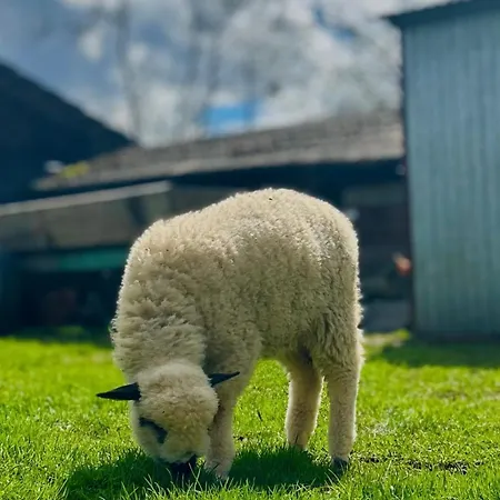 W Borze Проживание в семье *