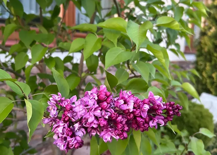 Alloggio in famiglia W Borze