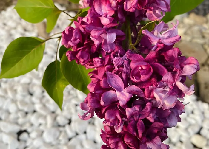 Ubytování v soukromí W Borze