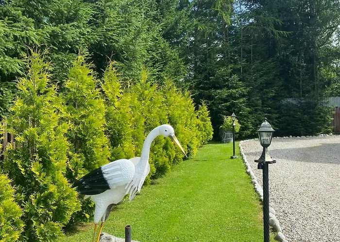 W Borze Czarna Góra