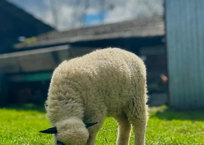 W Borze Ubytování v soukromí *